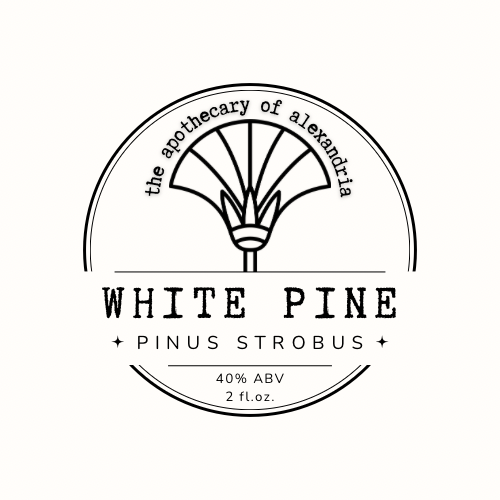 White Pine • Tincture